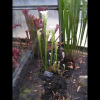 Sarracenia Leucophylla Blanche (fam Sarraceniacees) (S-E des USA)